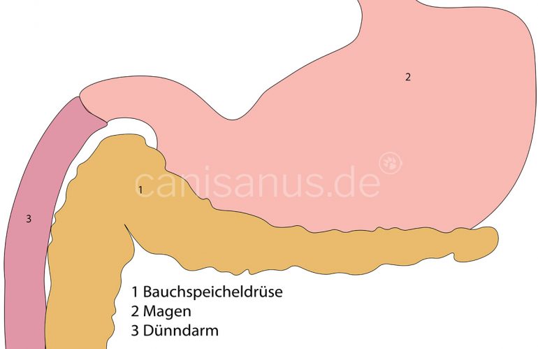 Die Bauchspeicheldrüse (Pankreas)